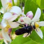 Yellow Hairy Flower Wasp (Radumeris radula) on lemon blossoms, Alice Springs NT