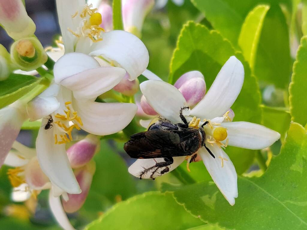 Yellow Hairy Flower Wasp (Radumeris radula) on lemon blossoms, Alice Springs NT