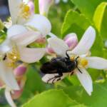 Yellow Hairy Flower Wasp (Radumeris radula) on lemon blossoms, Alice Springs NT