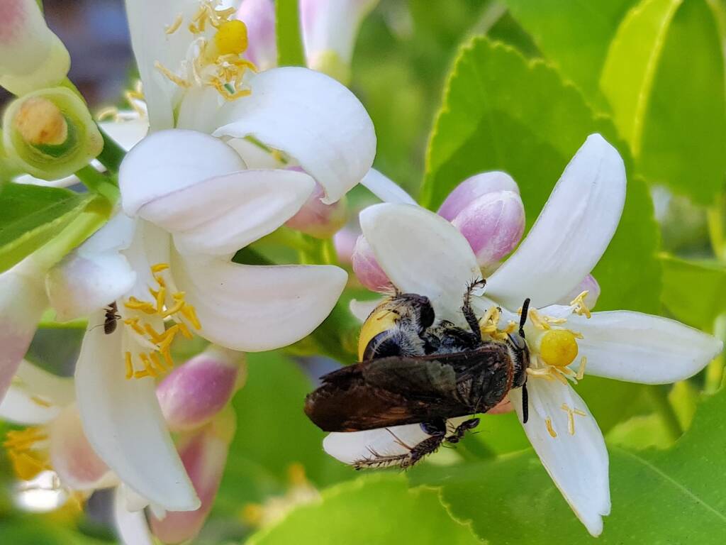 Yellow Hairy Flower Wasp (Radumeris radula) on lemon blossoms, Alice Springs NT