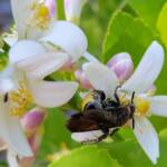 Yellow Hairy Flower Wasp (Radumeris radula) on lemon blossoms, Alice Springs NT