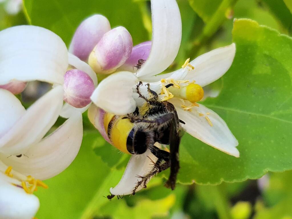 Yellow Hairy Flower Wasp (Radumeris radula) with black ants on lemon blossoms, Alice Springs NT