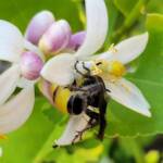 Yellow Hairy Flower Wasp (Radumeris radula) with black ants on lemon blossoms, Alice Springs NT