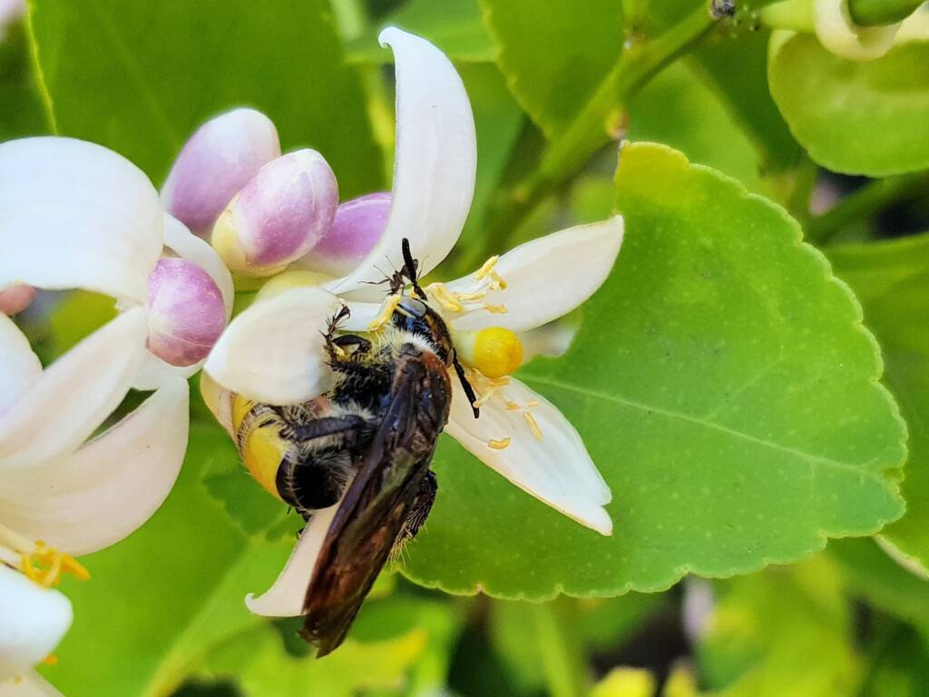 Yellow Hairy Flower Wasp (Radumeris radula) with black ants on lemon blossoms, Alice Springs NT
