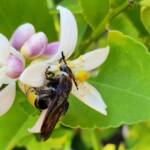 Yellow Hairy Flower Wasp (Radumeris radula) with black ants on lemon blossoms, Alice Springs NT