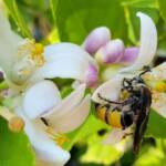 Yellow Hairy Flower Wasp (Radumeris radula) with black ants on lemon blossoms, Alice Springs NT