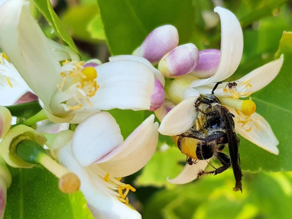 Yellow Hairy Flower Wasp (Radumeris radula) with black ants on lemon blossoms, Alice Springs NT