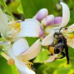 Yellow Hairy Flower Wasp (Radumeris radula) with black ants on lemon blossoms, Alice Springs NT