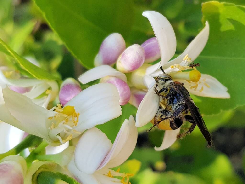 Yellow Hairy Flower Wasp (Radumeris radula) with black ants on lemon blossoms, Alice Springs NT