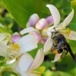 Yellow Hairy Flower Wasp (Radumeris radula) with black ants on lemon blossoms, Alice Springs NT