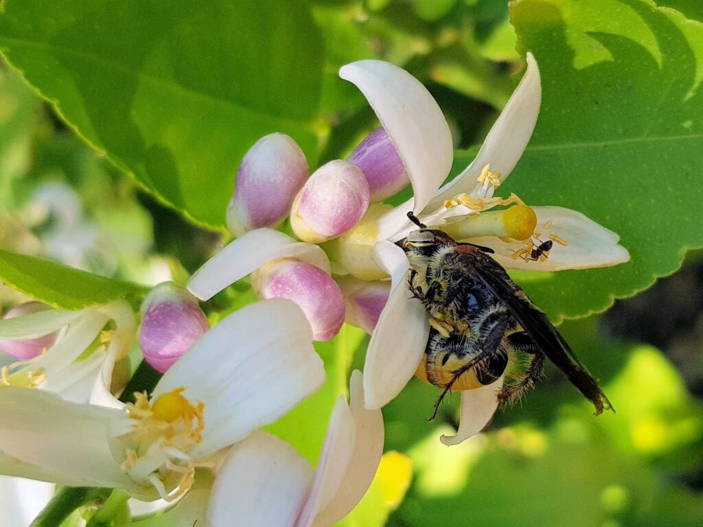 Yellow Hairy Flower Wasp (Radumeris radula) with black ants on lemon blossoms, Alice Springs NT