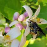 Yellow Hairy Flower Wasp (Radumeris radula) with black ants on lemon blossoms, Alice Springs NT
