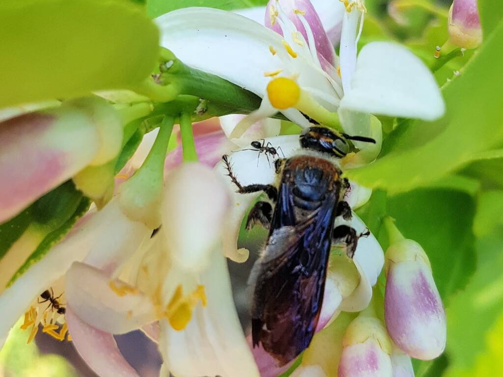 Yellow Hairy Flower Wasp (Radumeris radula) with black ants on lemon blossoms, Alice Springs NT
