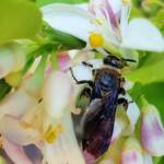 Yellow Hairy Flower Wasp (Radumeris radula) with black ants on lemon blossoms, Alice Springs NT