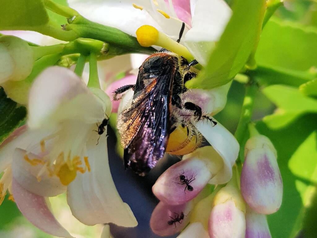 Yellow Hairy Flower Wasp (Radumeris radula) with black ants on lemon blossoms, Alice Springs NT