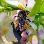 Yellow Hairy Flower Wasp (Radumeris radula) with black ants on lemon blossoms, Alice Springs NT
