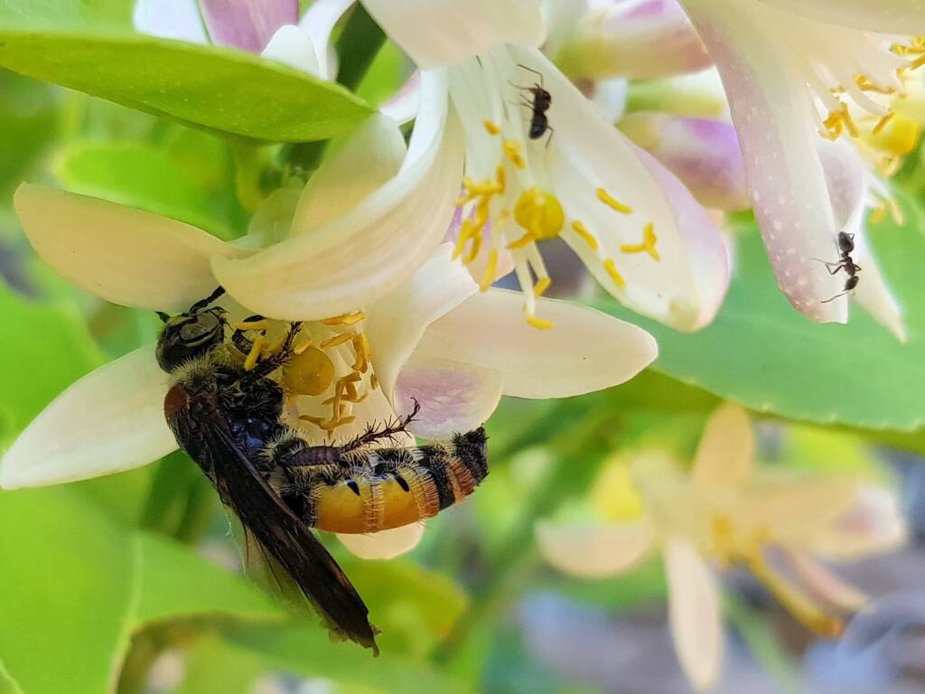 Yellow Hairy Flower Wasp (Radumeris radula) with black ants on lemon blossoms, Alice Springs NT