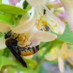 Yellow Hairy Flower Wasp (Radumeris radula) with black ants on lemon blossoms, Alice Springs NT