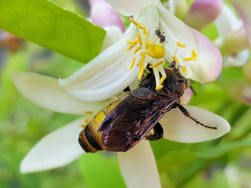 Yellow Hairy Flower Wasp (Radumeris radula) with black ants on lemon blossoms, Alice Springs NT