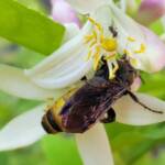 Yellow Hairy Flower Wasp (Radumeris radula) with black ants on lemon blossoms, Alice Springs NT