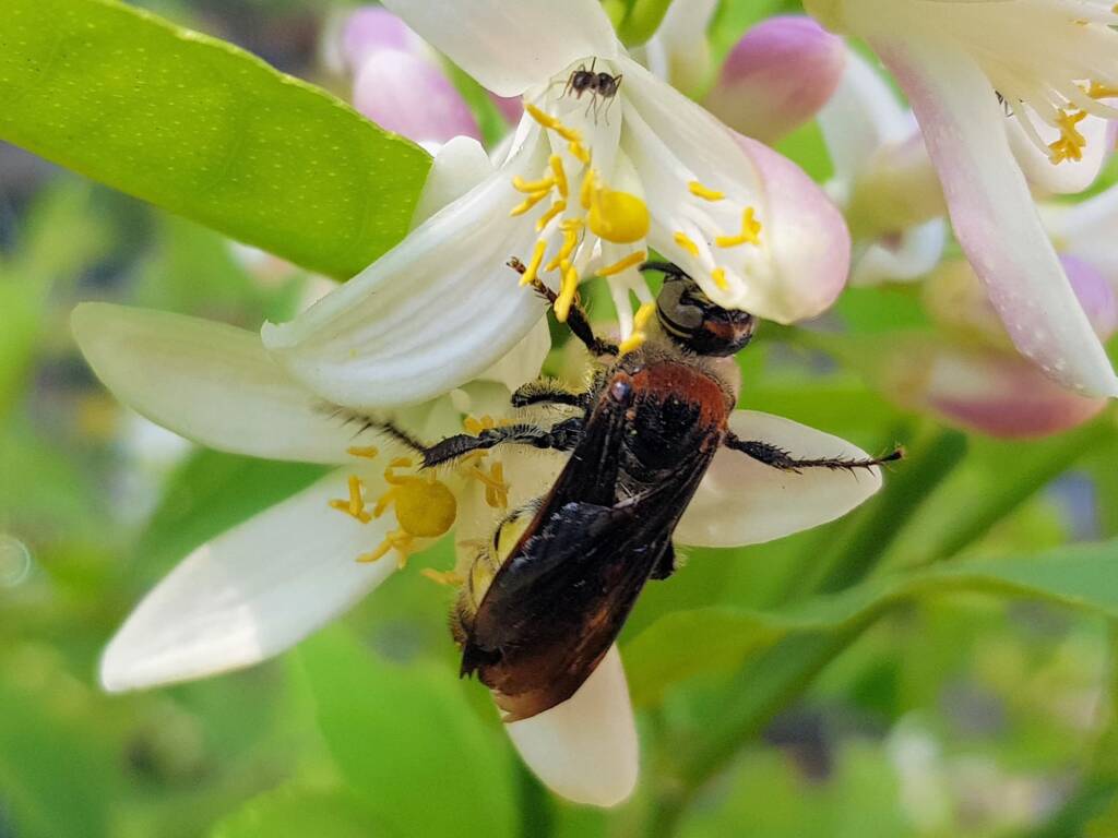 Yellow Hairy Flower Wasp (Radumeris radula) with black ants on lemon blossoms, Alice Springs NT