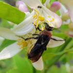 Yellow Hairy Flower Wasp (Radumeris radula) with black ants on lemon blossoms, Alice Springs NT