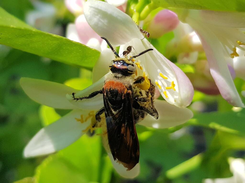 Yellow Hairy Flower Wasp (Radumeris radula) with black ants on lemon blossoms, Alice Springs NT