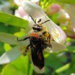 Yellow Hairy Flower Wasp (Radumeris radula) with black ants on lemon blossoms, Alice Springs NT