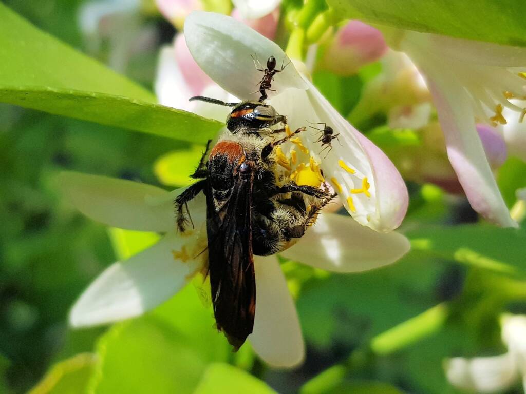 Yellow Hairy Flower Wasp (Radumeris radula) with black ants on lemon blossoms, Alice Springs NT
