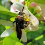 Yellow Hairy Flower Wasp (Radumeris radula) with black ants on lemon blossoms, Alice Springs NT