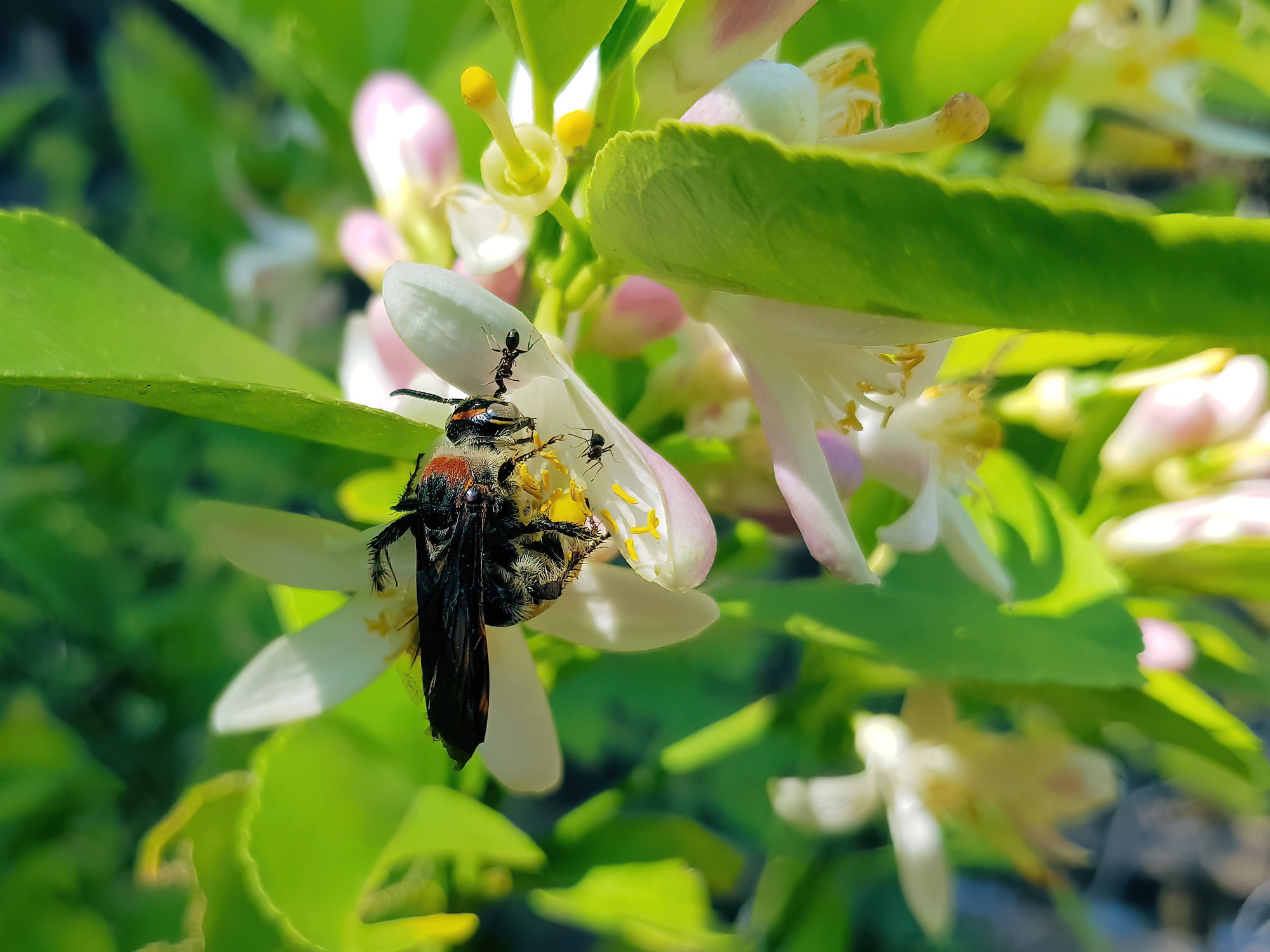Yellow Hairy Flower Wasp (Radumeris radula) with black ants on lemon blossoms, Alice Springs NT