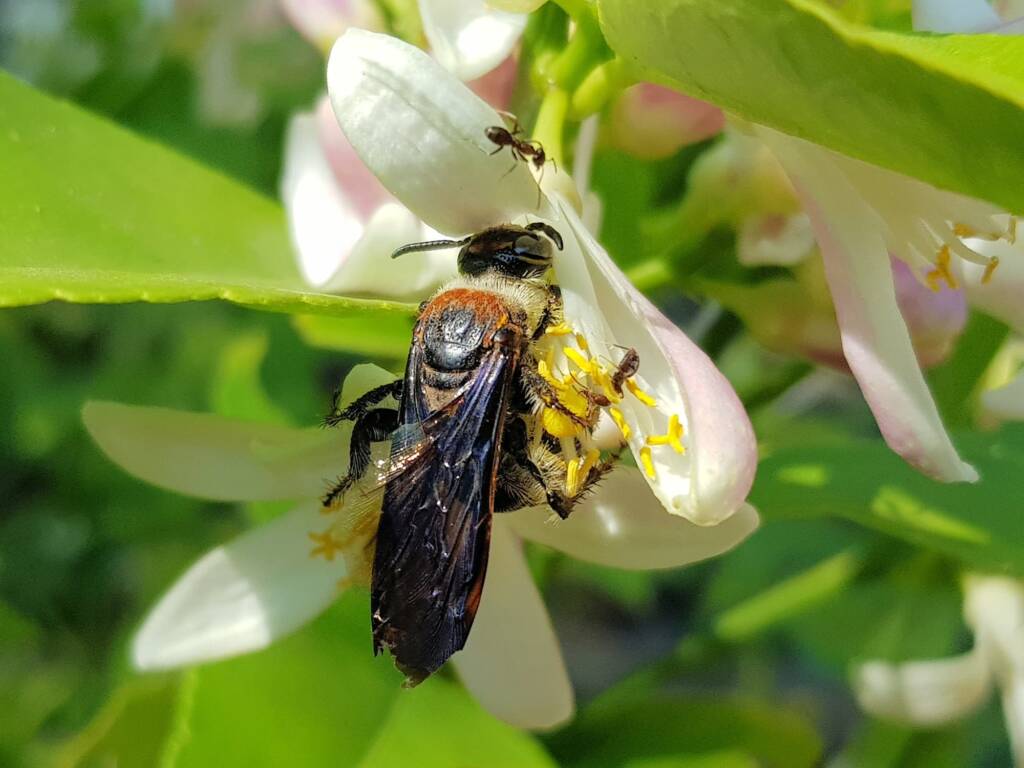 Yellow Hairy Flower Wasp (Radumeris radula) with black ants on lemon blossoms, Alice Springs NT