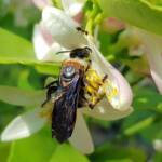 Yellow Hairy Flower Wasp (Radumeris radula) with black ants on lemon blossoms, Alice Springs NT