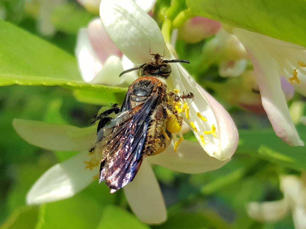 Yellow Hairy Flower Wasp (Radumeris radula) with black ants on lemon blossoms, Alice Springs NT