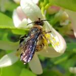 Yellow Hairy Flower Wasp (Radumeris radula) with black ants on lemon blossoms, Alice Springs NT