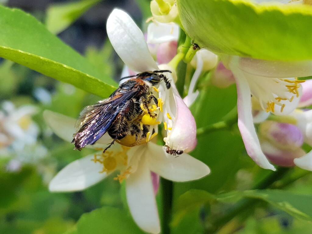 Yellow Hairy Flower Wasp (Radumeris radula) with black ants on lemon blossoms, Alice Springs NT