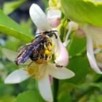 Yellow Hairy Flower Wasp (Radumeris radula) with black ants on lemon blossoms, Alice Springs NT