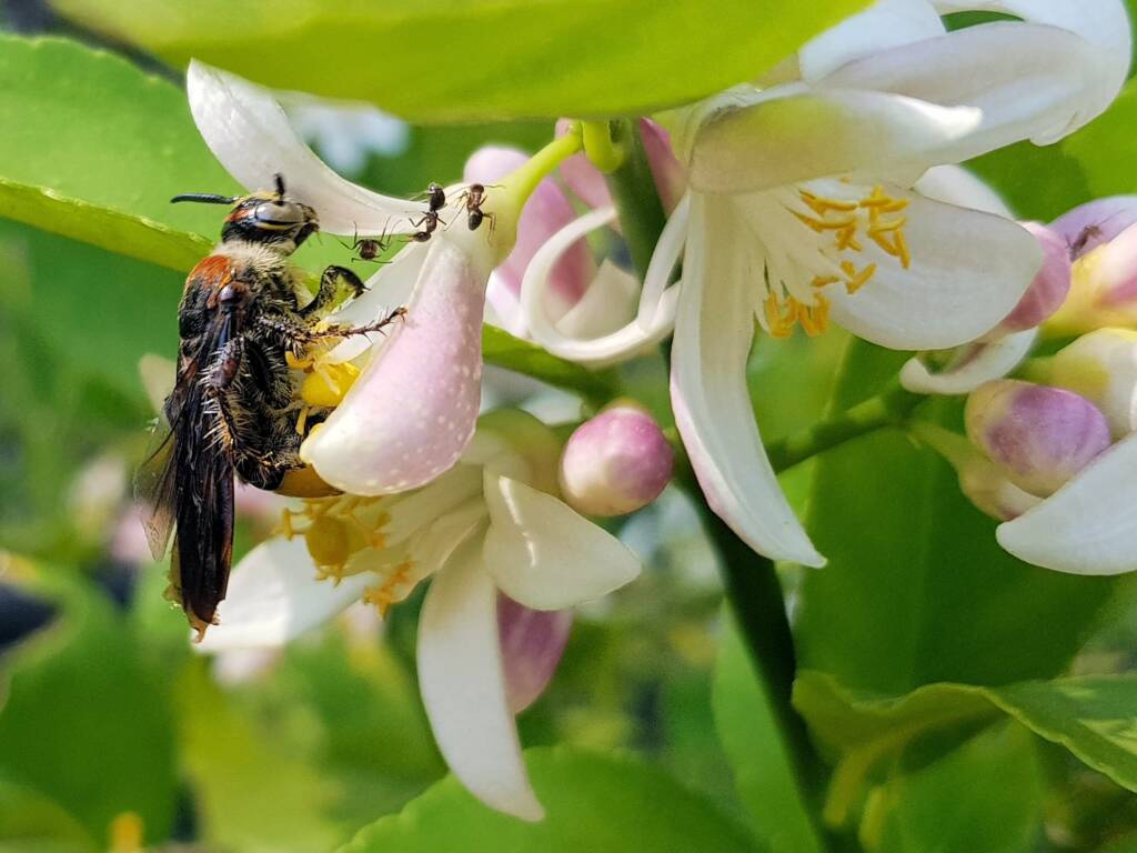 Yellow Hairy Flower Wasp (Radumeris radula) with black ants on lemon blossoms, Alice Springs NT