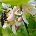 Yellow Hairy Flower Wasp (Radumeris radula) with black ants on lemon blossoms, Alice Springs NT
