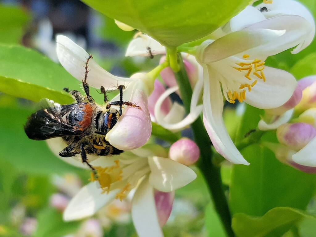 Yellow Hairy Flower Wasp (Radumeris radula) with black ants on lemon blossoms, Alice Springs NT