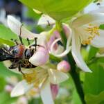 Yellow Hairy Flower Wasp (Radumeris radula) with black ants on lemon blossoms, Alice Springs NT