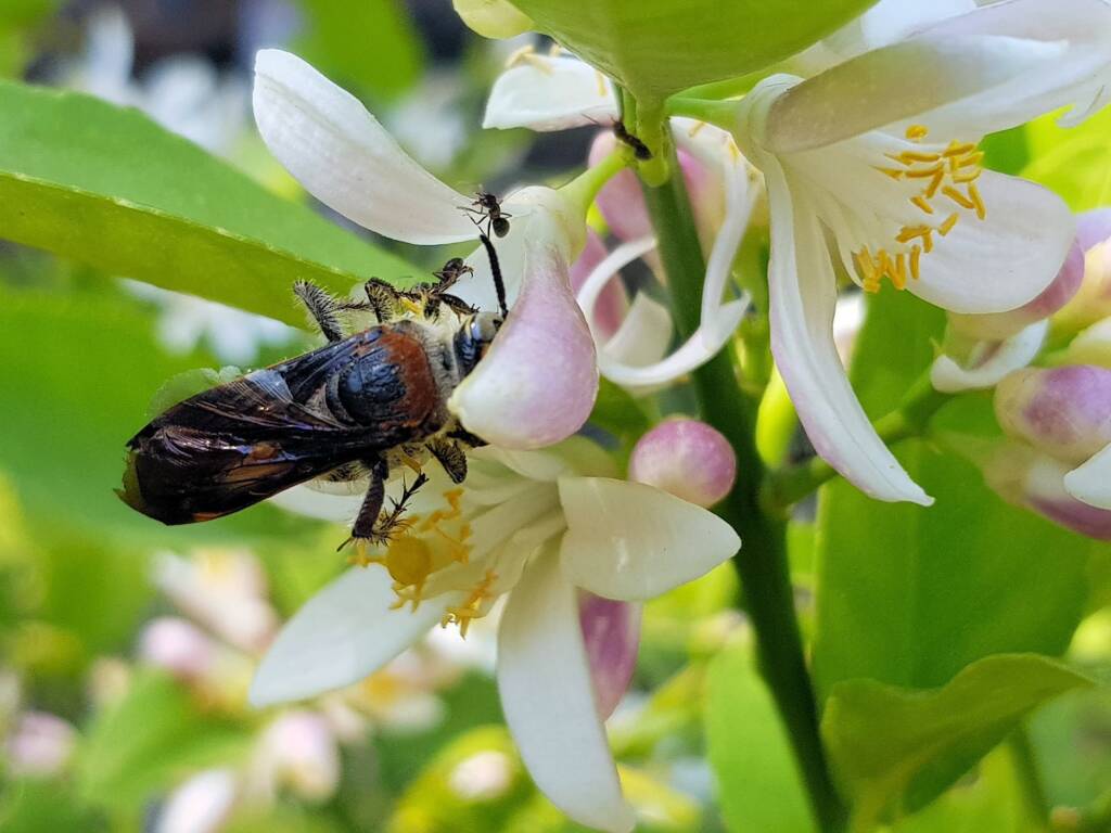 Yellow Hairy Flower Wasp (Radumeris radula) with black ants on lemon blossoms, Alice Springs NT