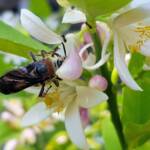 Yellow Hairy Flower Wasp (Radumeris radula) with black ants on lemon blossoms, Alice Springs NT