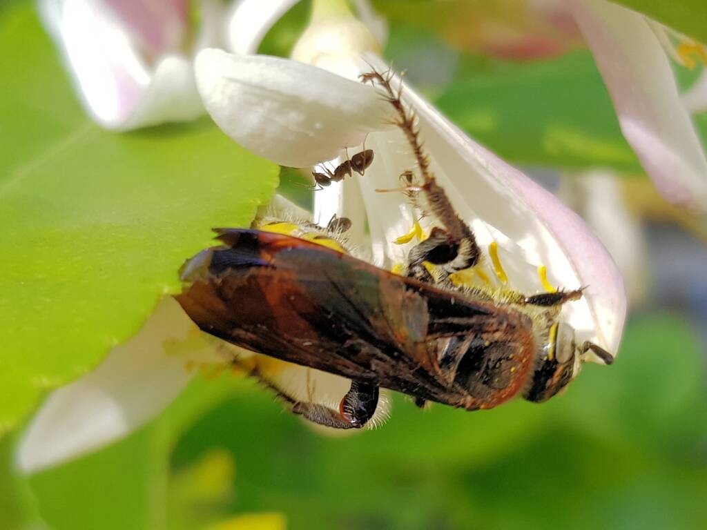 Yellow Hairy Flower Wasp (Radumeris radula) with black ants on lemon blossoms, Alice Springs NT