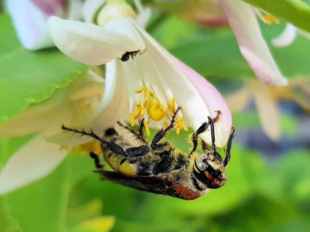 Yellow Hairy Flower Wasp (Radumeris radula) with black ants on lemon blossoms, Alice Springs NT