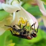 Yellow Hairy Flower Wasp (Radumeris radula) with black ants on lemon blossoms, Alice Springs NT