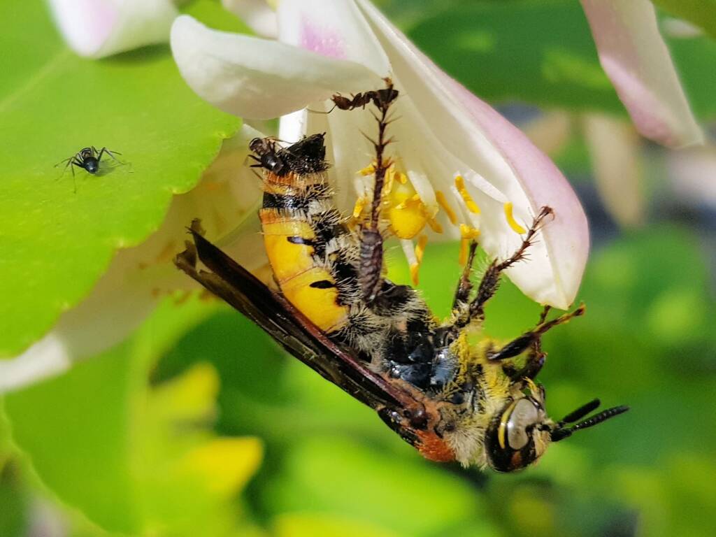 Yellow Hairy Flower Wasp (Radumeris radula) with black ants on lemon blossoms, Alice Springs NT
