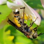 Yellow Hairy Flower Wasp (Radumeris radula) with black ants on lemon blossoms, Alice Springs NT