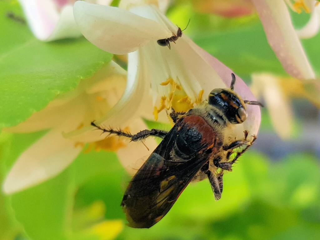 Yellow Hairy Flower Wasp (Radumeris radula) with black ants on lemon blossoms, Alice Springs NT