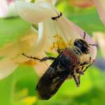 Yellow Hairy Flower Wasp (Radumeris radula) with black ants on lemon blossoms, Alice Springs NT